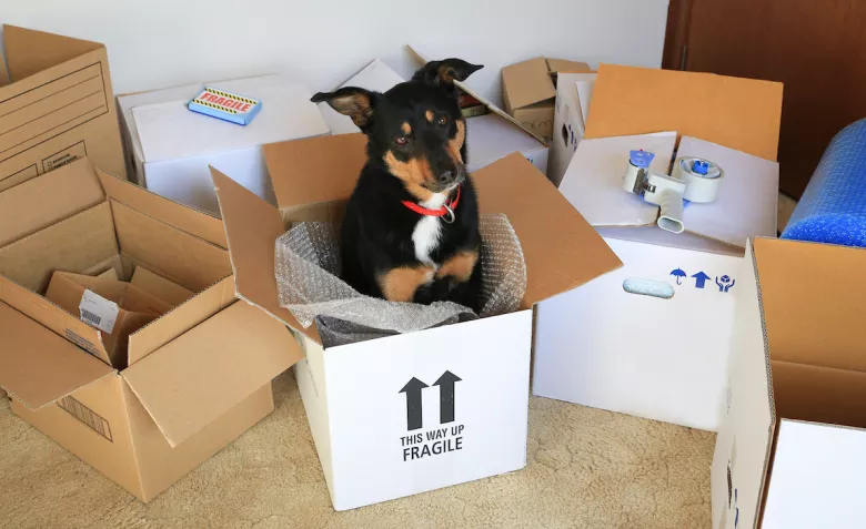Cute dog inside storage box