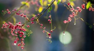 Louisiana community flowers