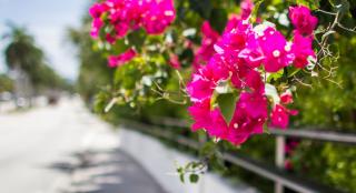 Miami community flowers